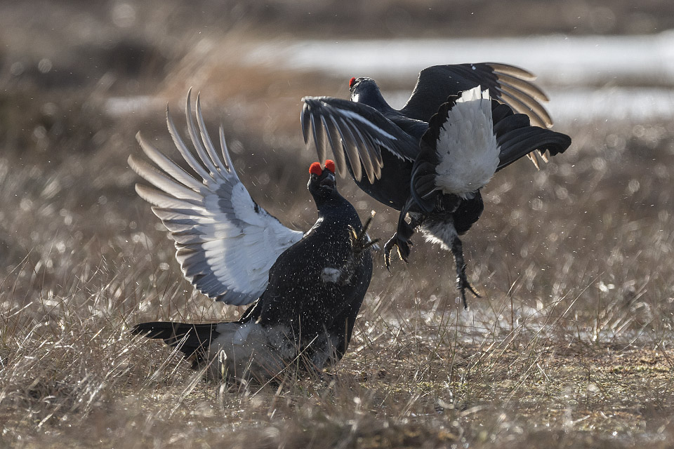 Black grouse lek